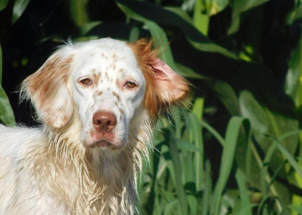 #98. English setter